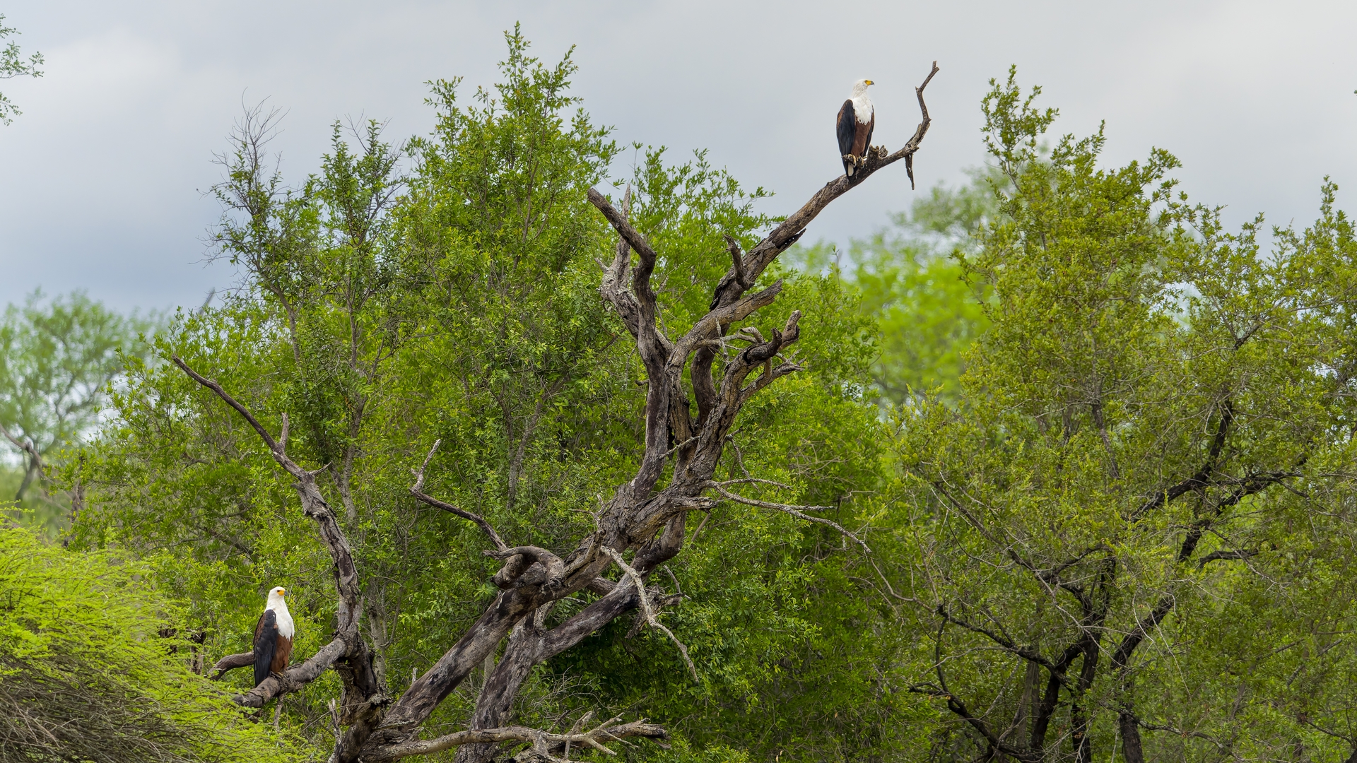 Kruger25 2025 10 31 14 40 03 ILCE 1M2 1854_DxO